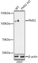 PMS2 Antibody in Western Blot (WB)