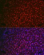 NR5A2 Polyclonal Antibody