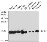 RPL30 Antibody in Western Blot (WB)