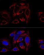 GCSH Polyclonal Antibody