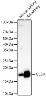 GCSH Antibody in Western Blot (WB)