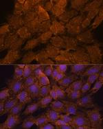 TNFAIP8L2 Antibody in Immunocytochemistry (ICC/IF)