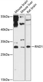 RND1 Antibody in Western Blot (WB)