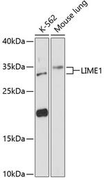 LIME Polyclonal Antibody