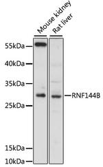 RNF144B Polyclonal Antibody