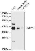 DPPA4 Antibody in Western Blot (WB)