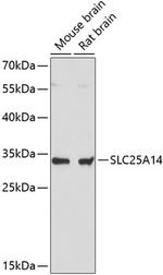 SLC25A14 Polyclonal Antibody