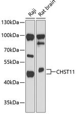 CHST11 Antibody in Western Blot (WB)