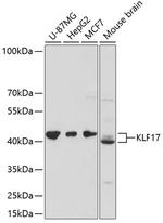 KLF17 Polyclonal Antibody