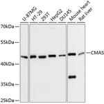 CMAS Polyclonal Antibody