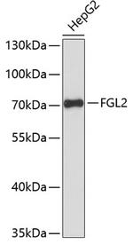 FGL2 Polyclonal Antibody