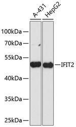 IFIT2 Polyclonal Antibody