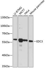 EDC3 Polyclonal Antibody