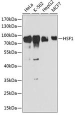HSF1 Antibody in Western Blot (WB)