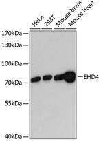 EHD4 Polyclonal Antibody