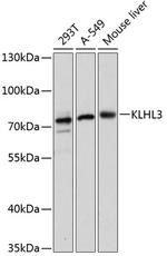 KLHL3 Polyclonal Antibody