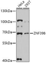 ZNF398 Antibody in Western Blot (WB)