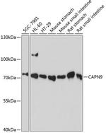 Calpain 9 Polyclonal Antibody