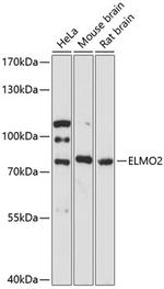 ELMO2 Polyclonal Antibody