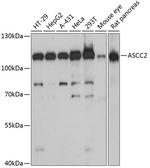 ASCC2 Polyclonal Antibody
