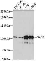 XAB2 Polyclonal Antibody
