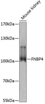 FNBP4 Antibody in Western Blot (WB)