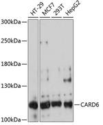 CARD6 Polyclonal Antibody