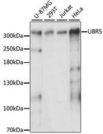 HYD Polyclonal Antibody
