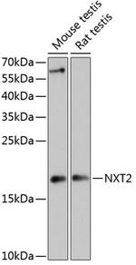 NXT2 Antibody in Western Blot (WB)