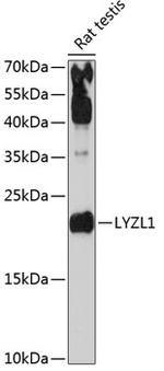 LYZL1 Polyclonal Antibody
