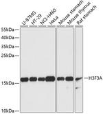 Histone H3.3 Polyclonal Antibody