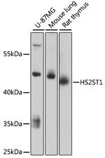 HS2ST1 Polyclonal Antibody