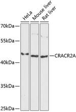 EFCAB4B Polyclonal Antibody