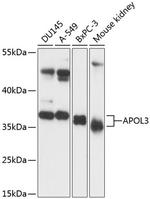 Apolipoprotein L3 Antibody in Western Blot (WB)
