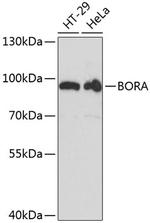 Bora Polyclonal Antibody