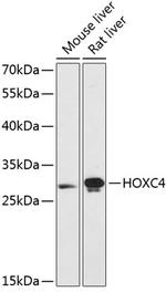 HOXC4 Antibody in Western Blot (WB)