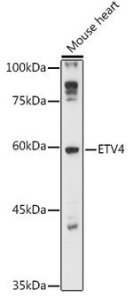ETV4 Polyclonal Antibody