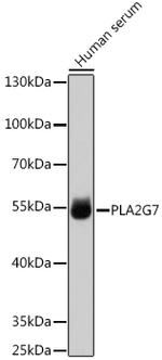 PLA2G7 Polyclonal Antibody