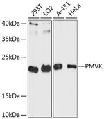 PMVK Polyclonal Antibody