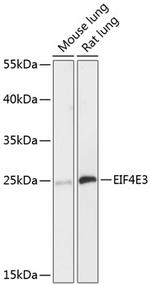 eIF4E3 Polyclonal Antibody