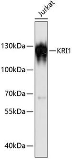 KRI1 Polyclonal Antibody