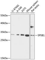 SPSB1 Antibody in Western Blot (WB)