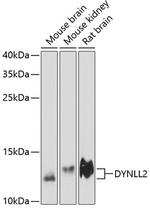 Dynein Polyclonal Antibody