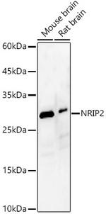NRIP2 Polyclonal Antibody