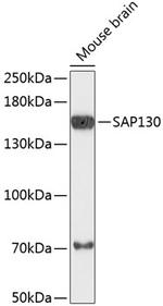 SAP130 Polyclonal Antibody