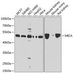 MICA Polyclonal Antibody