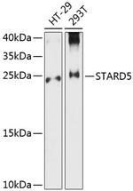 STARD5 Polyclonal Antibody