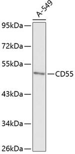 CD55 Polyclonal Antibody