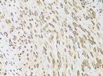 Emerin Antibody in Immunohistochemistry (Paraffin) (IHC (P))