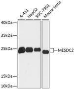 MESDC2 Polyclonal Antibody